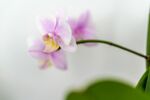 優(yōu)雅粉紫色蝴蝶蘭特寫