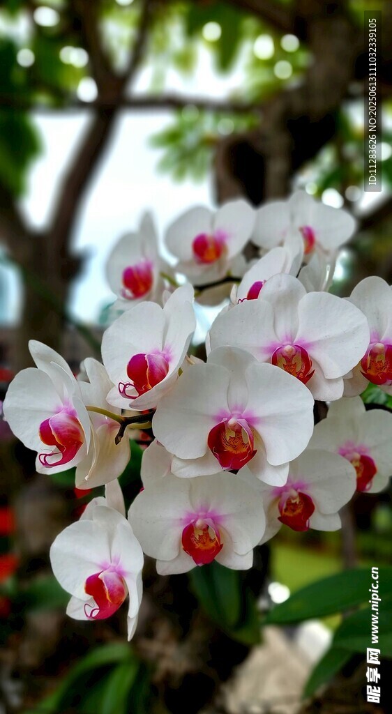 白色帶粉心蘭花綻放