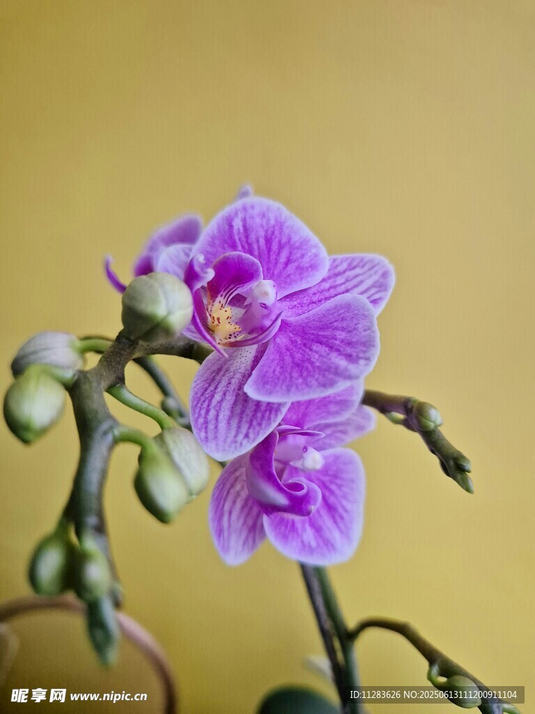 紫色蝴蝶蘭特寫