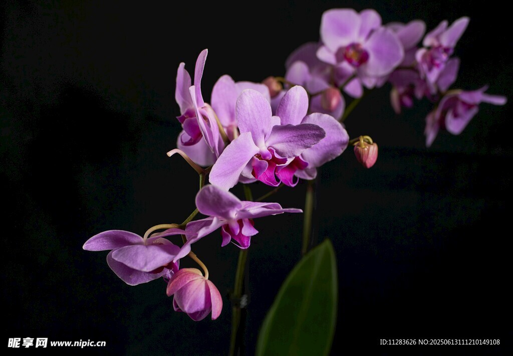 優雅紫色蘭花綻放