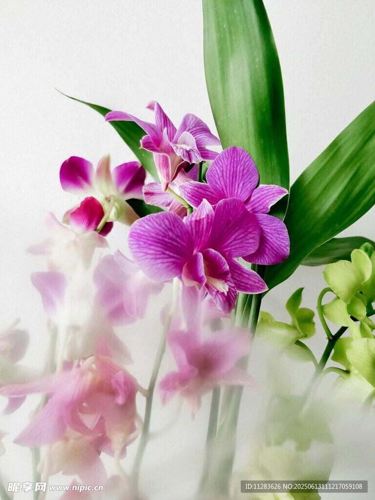 夢幻紫色蘭花特寫
