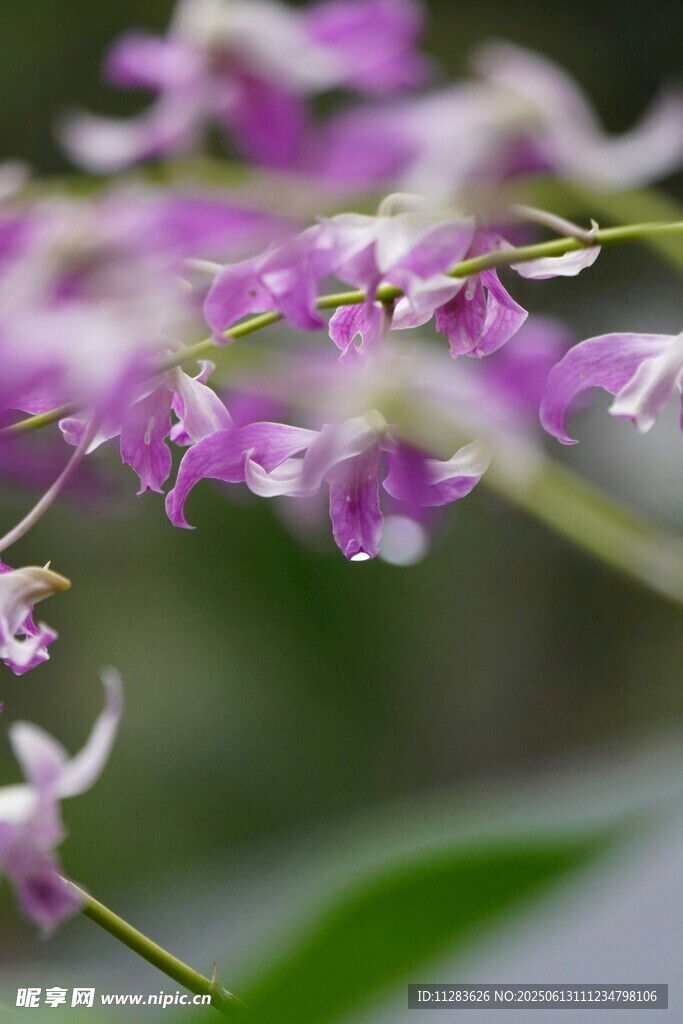紫色蘭花綻放