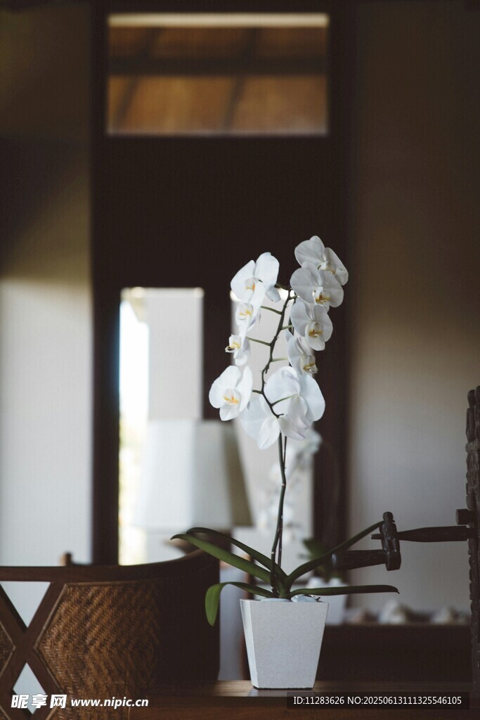 室內(nèi)優(yōu)雅白蘭花盆栽