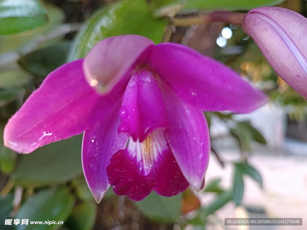 艷麗紫蘭花特寫
