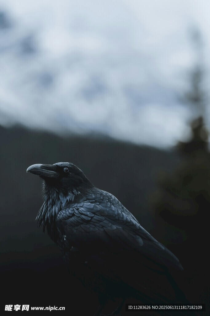 孤鴉獨立