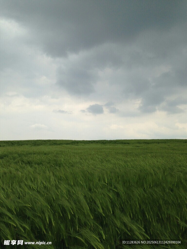 廣袤綠野上的陰沉天空