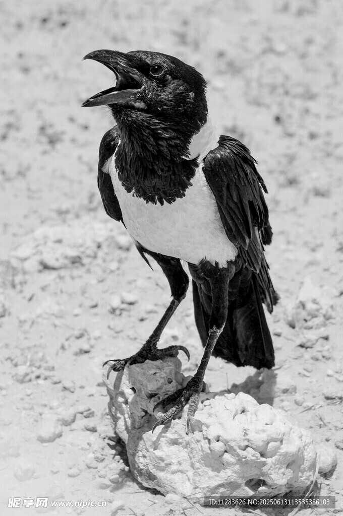 站立鳴叫的黑白相間鳥兒