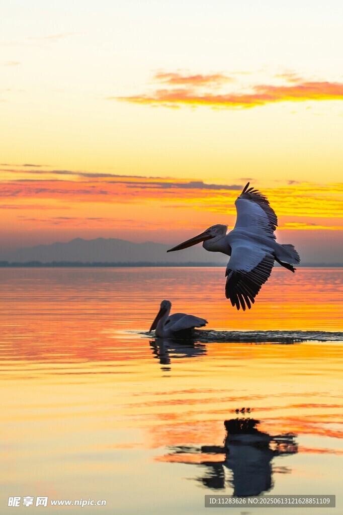 夕陽(yáng)下飛鳥(niǎo)掠水的美景