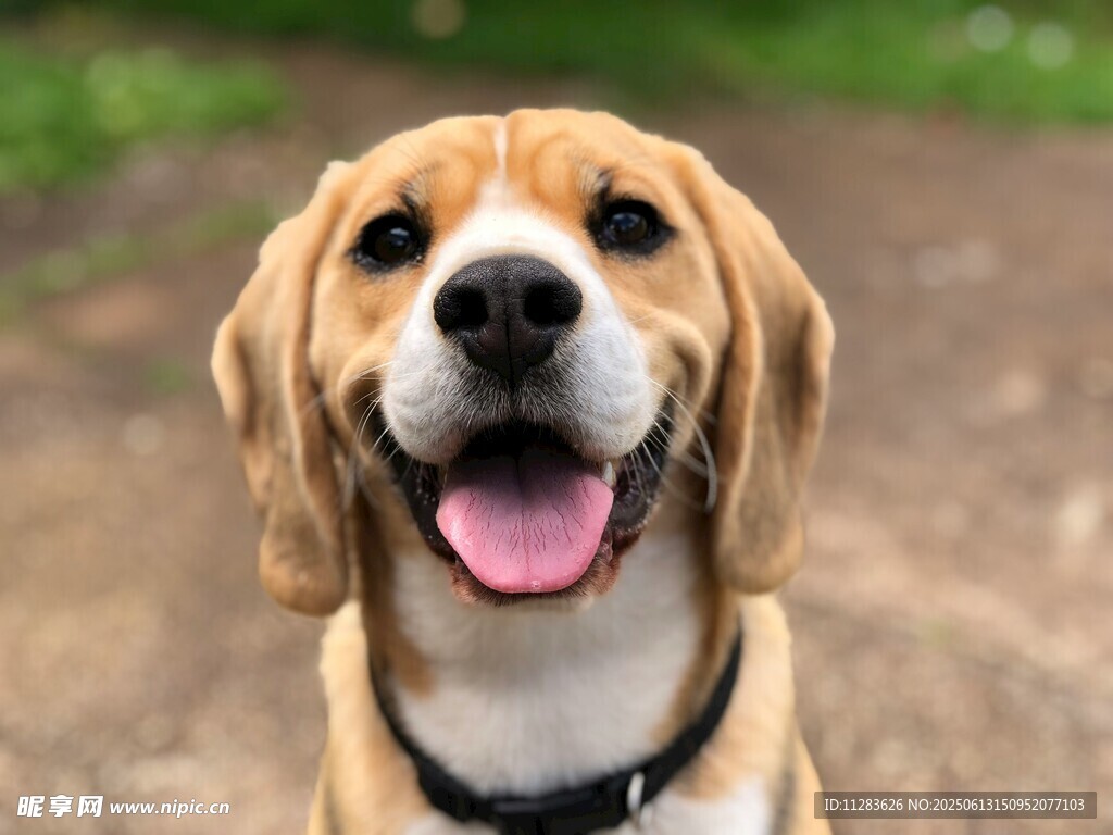 可愛比格犬張嘴露笑