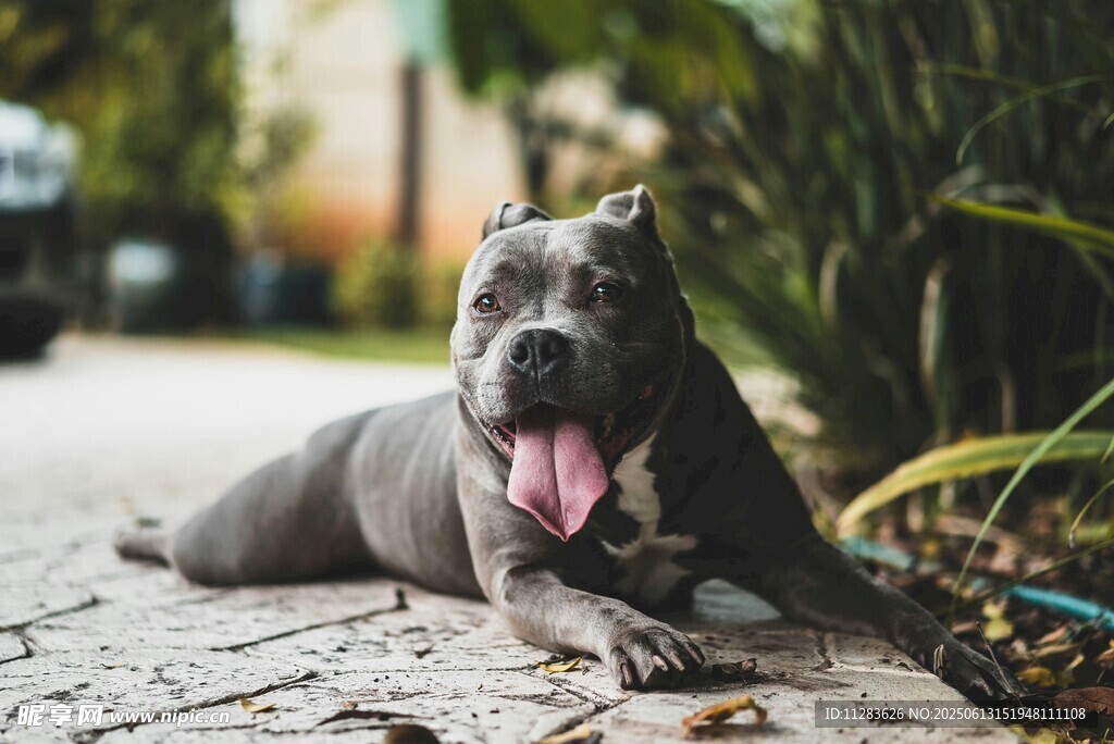 趴著的可愛灰色斗牛犬