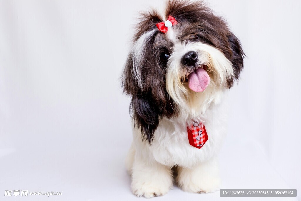 可愛(ài)西施犬吐舌賣萌