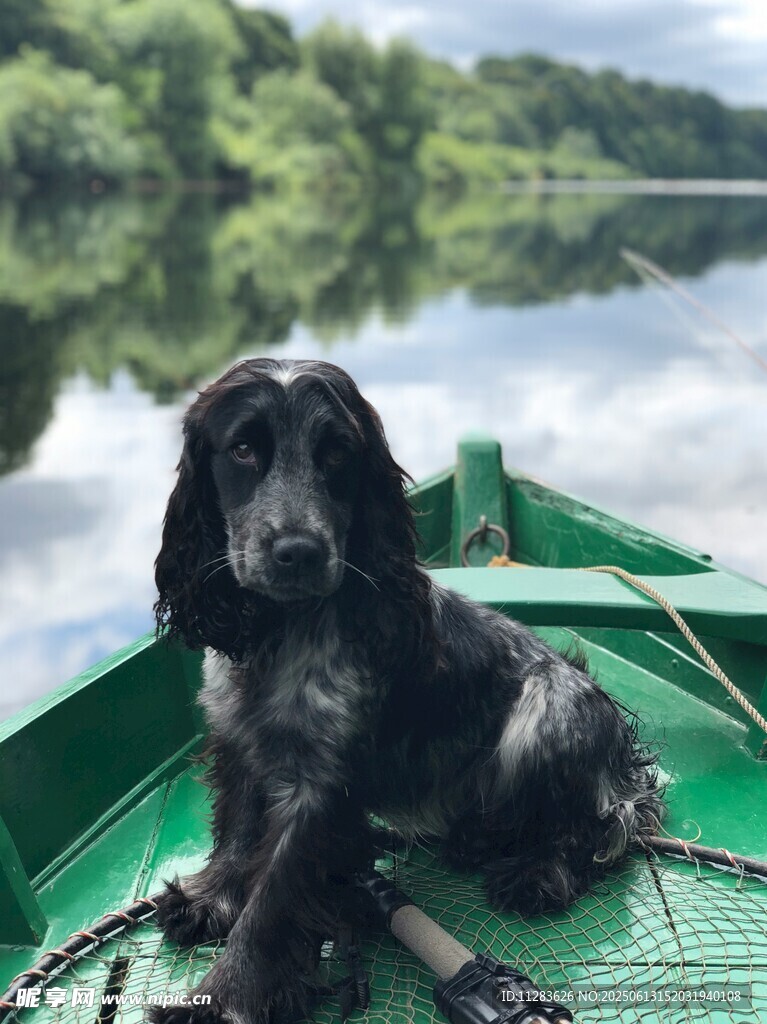 綠舟上的可愛黑毛犬