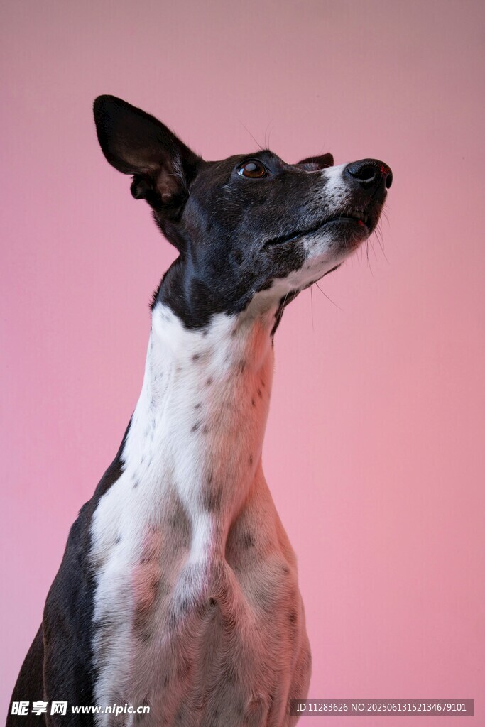 粉背景下的帥氣黑白犬