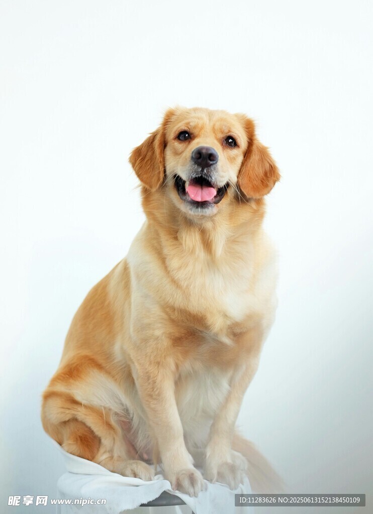 可愛金毛犬端坐微笑