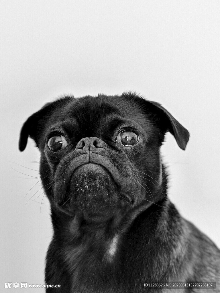 呆萌巴哥犬的可愛瞬間