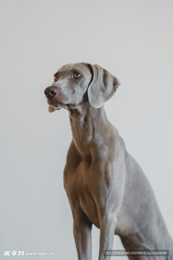 優雅威瑪獵犬端坐