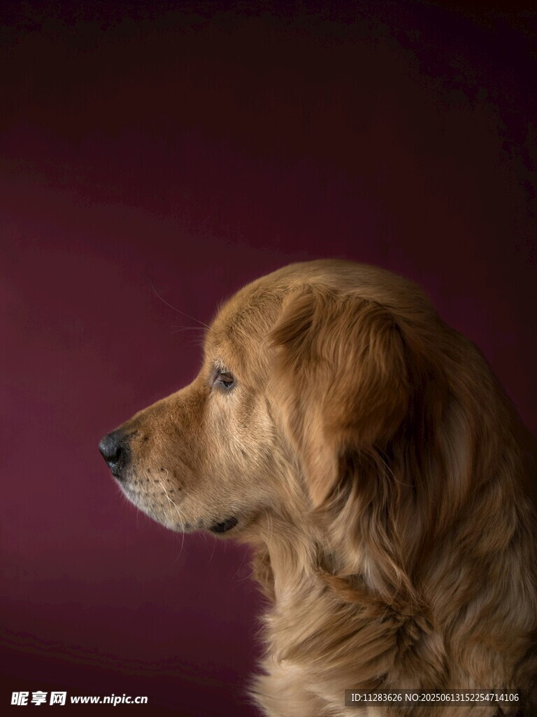金毛犬側顏特寫