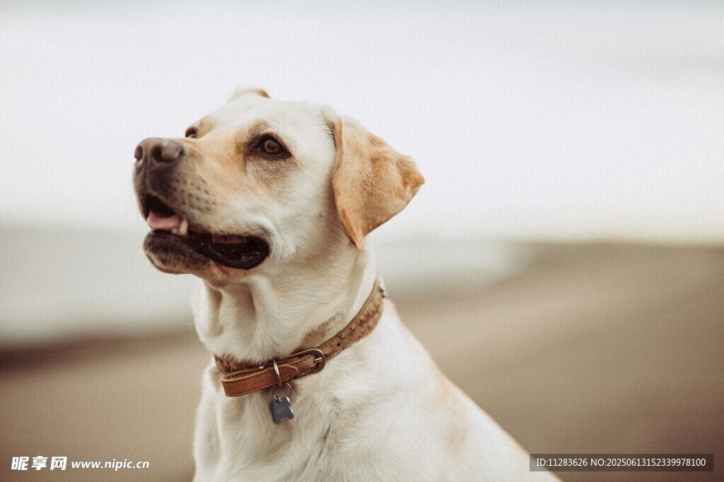 可愛拉布拉多犬海邊凝望