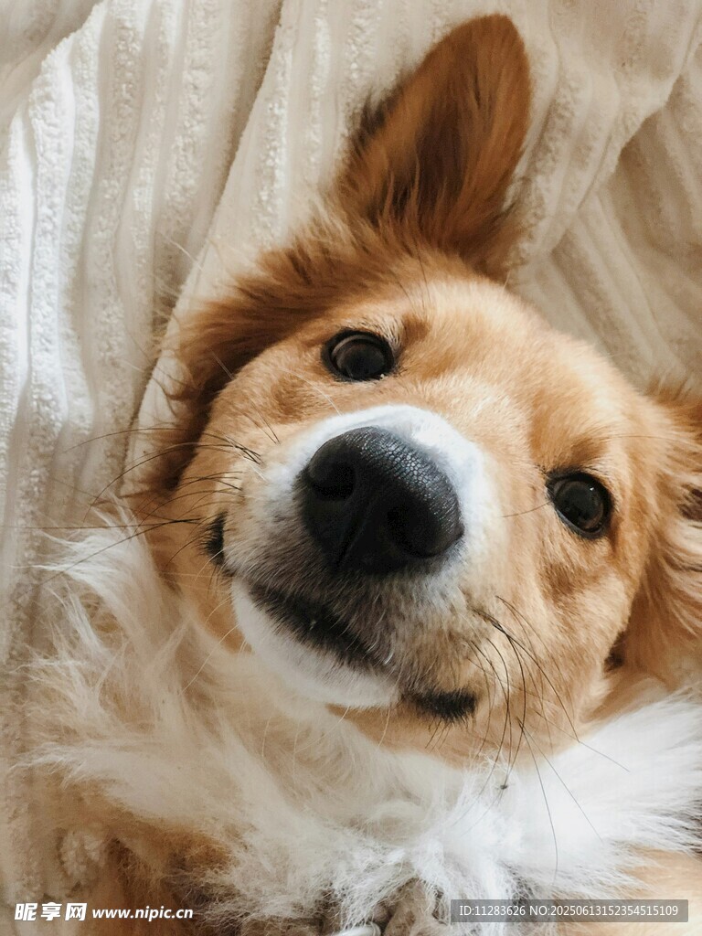 趴著的可愛(ài)柯基犬