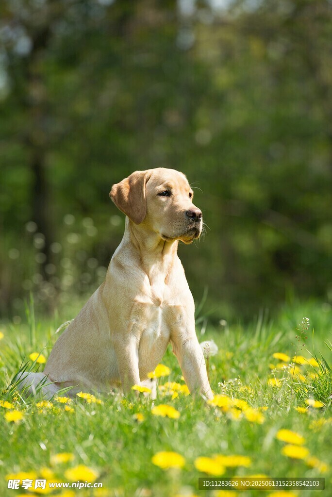 草地上的可愛拉布拉多犬