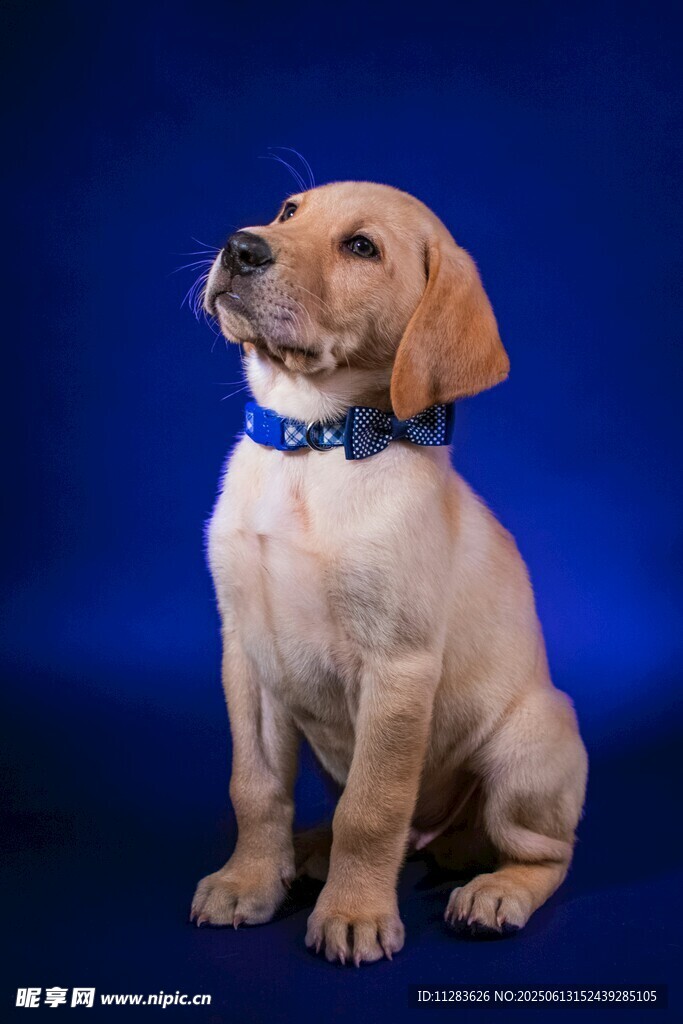 可愛拉布拉多幼犬