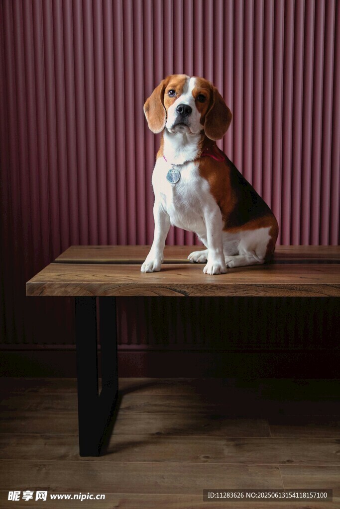 可愛比格犬端坐木桌