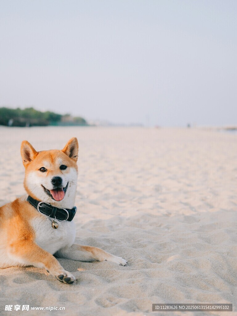 沙灘上的可愛柴犬