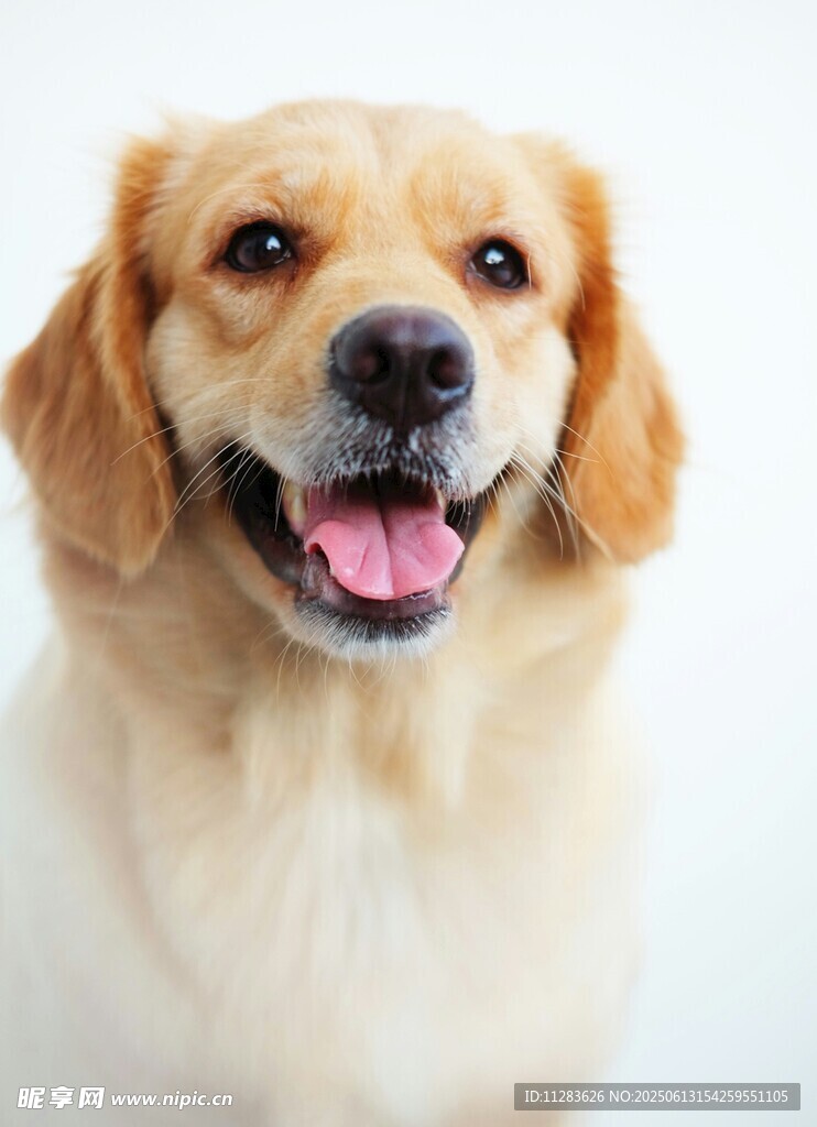 可愛金毛犬露出開心笑容