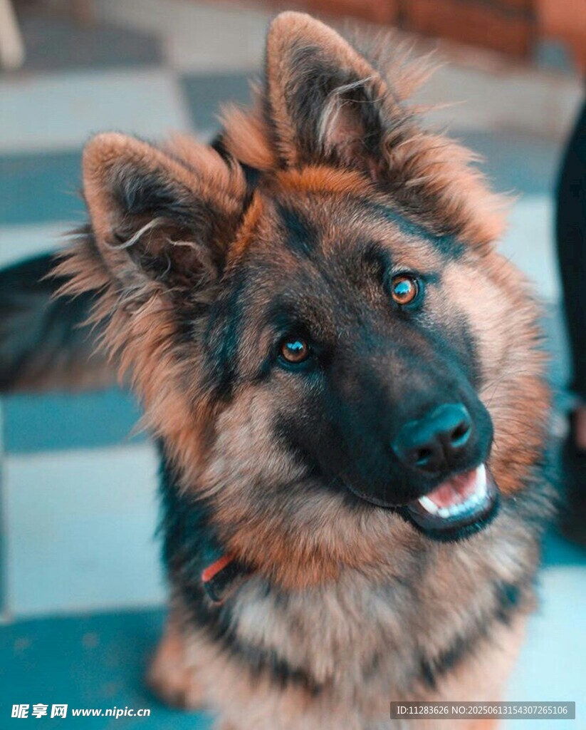 可愛(ài)德國(guó)牧羊犬咧嘴笑