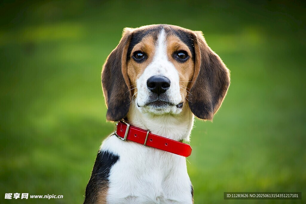 可愛三色小獵犬