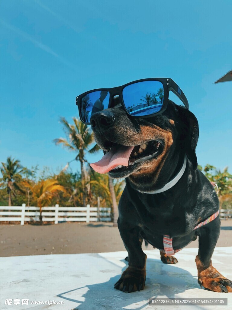 戴墨鏡的可愛臘腸犬
