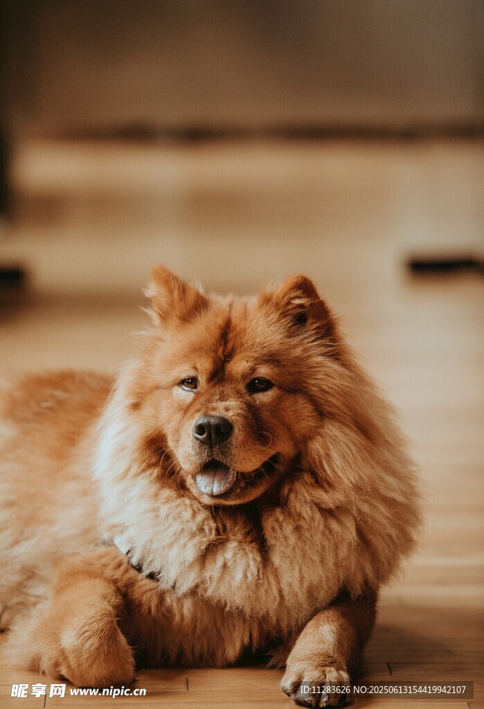 松獅犬愜意趴木地板