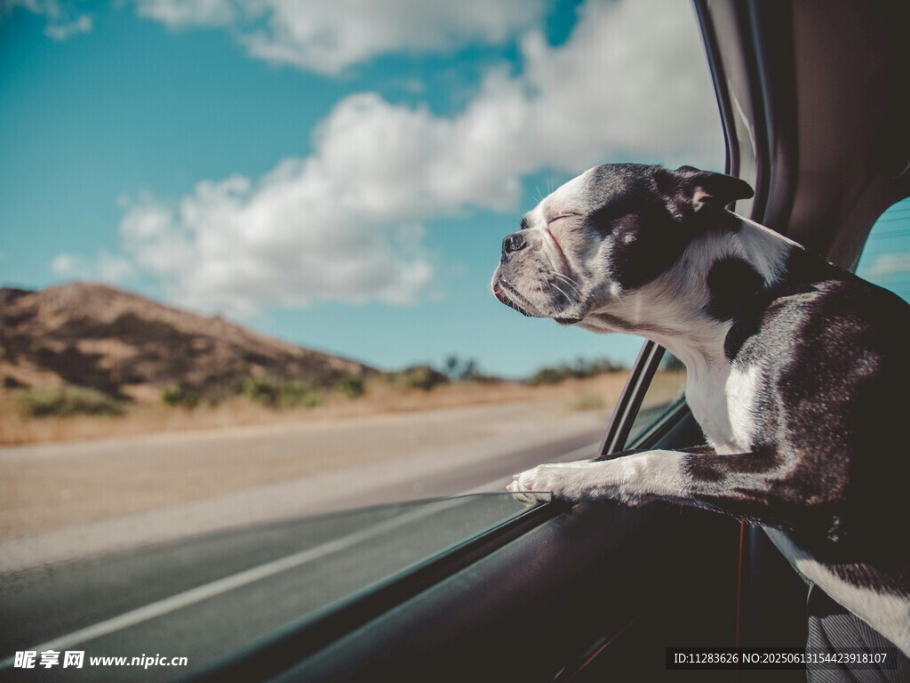 狗狗愜意探身車窗外