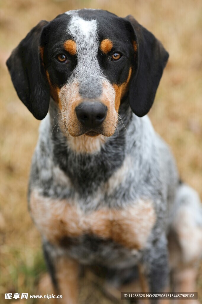 可愛三色犬專注凝視