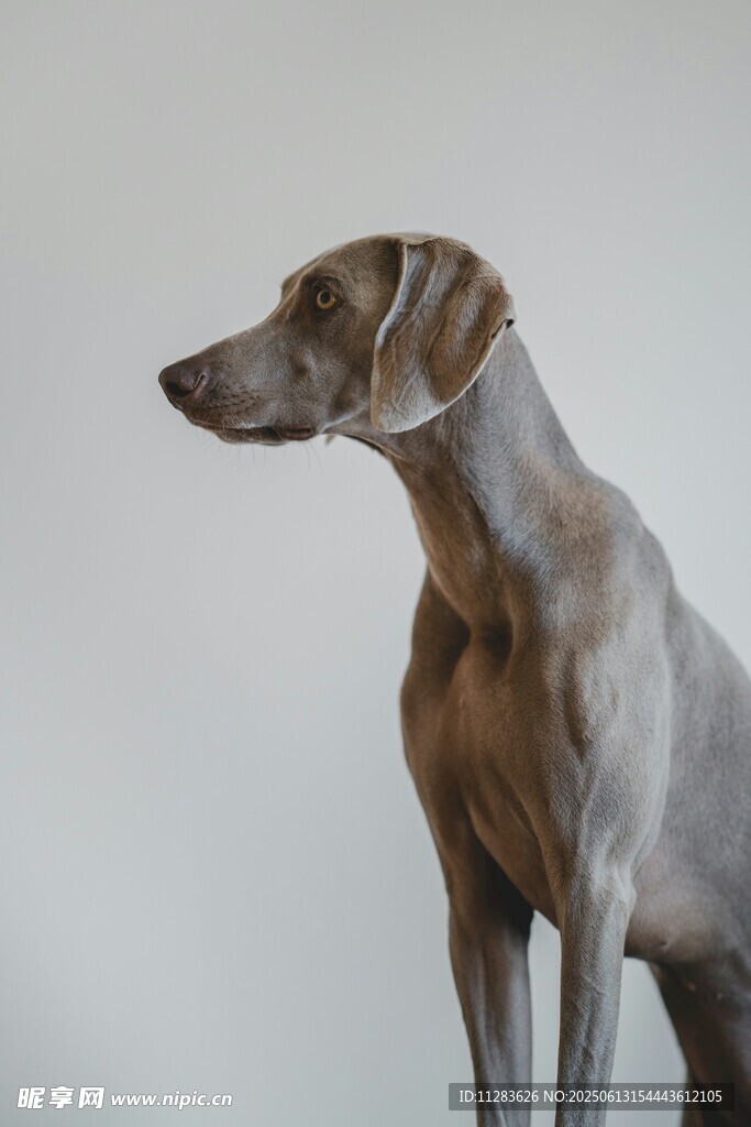 優雅威瑪獵犬側立