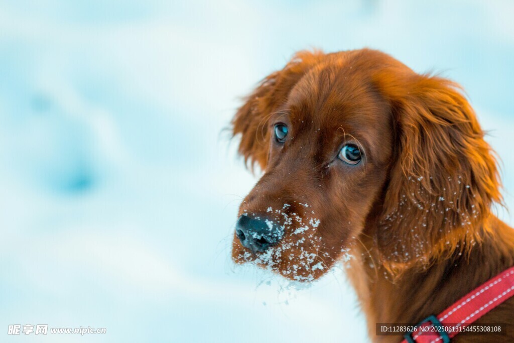 雪地中的紅毛小狗
