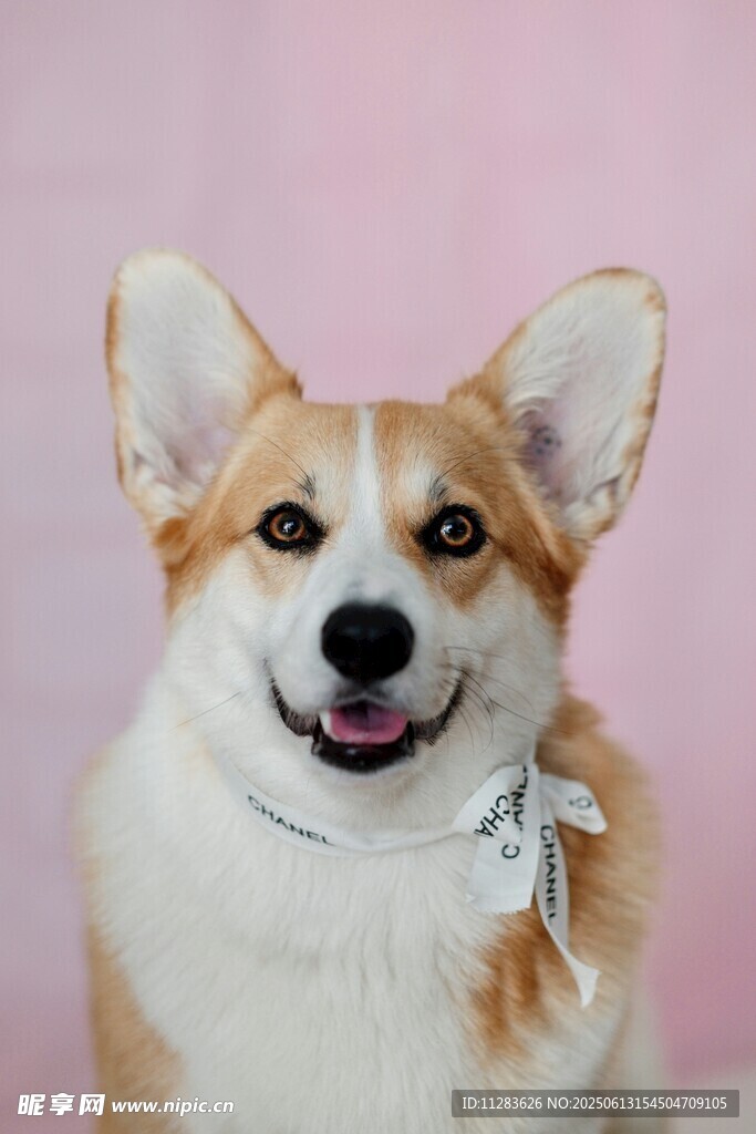 可愛柯基犬