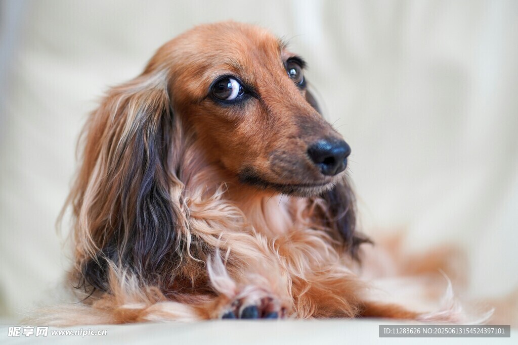 長毛臘腸犬的可愛瞬間