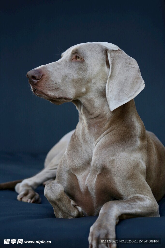 優雅威瑪獵犬側臥姿態