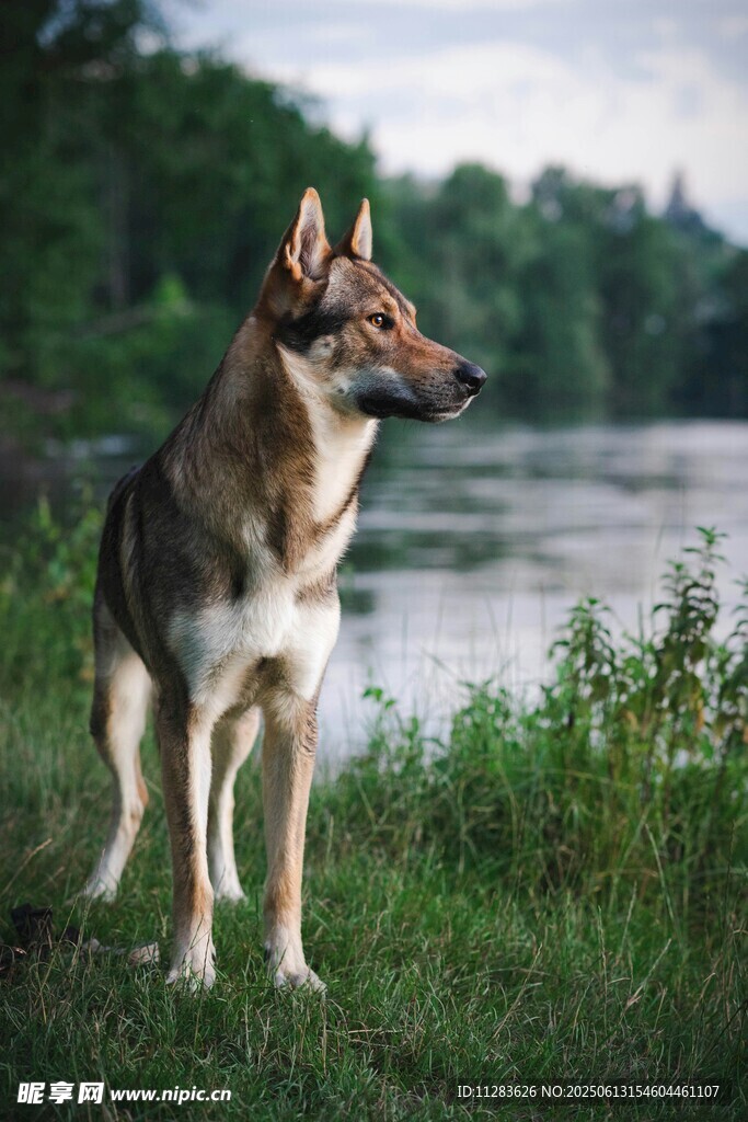 河畔邊的帥氣德國牧羊犬