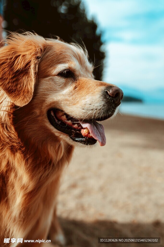 沙灘上的快樂金毛犬