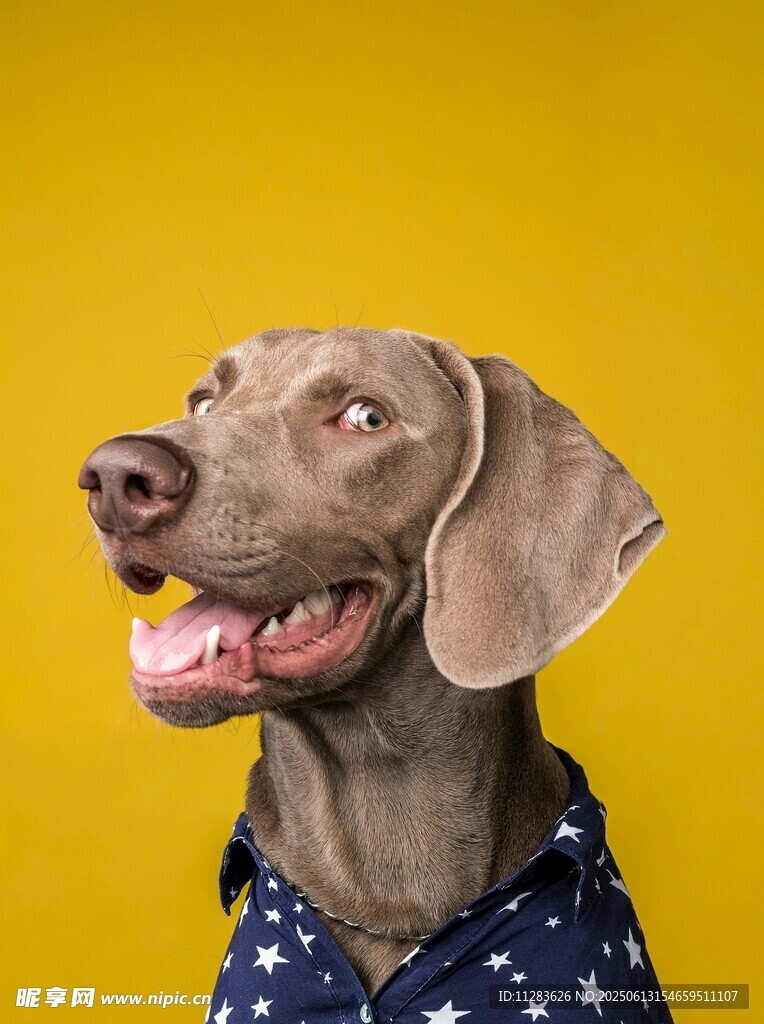 穿波點衣的俏皮威瑪獵犬