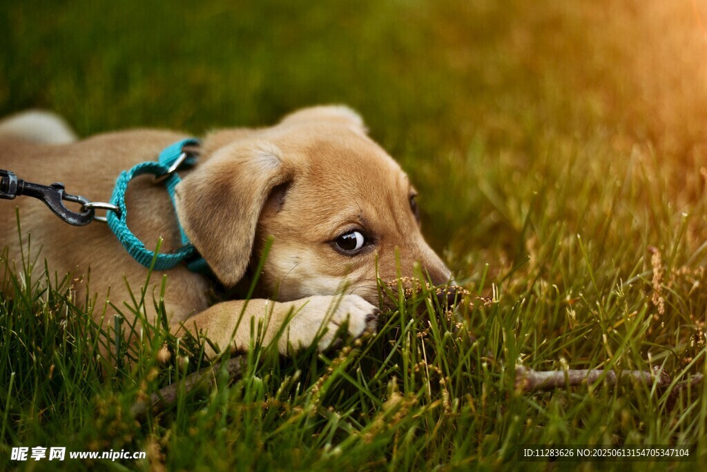 陽光下趴著的可愛小萌犬