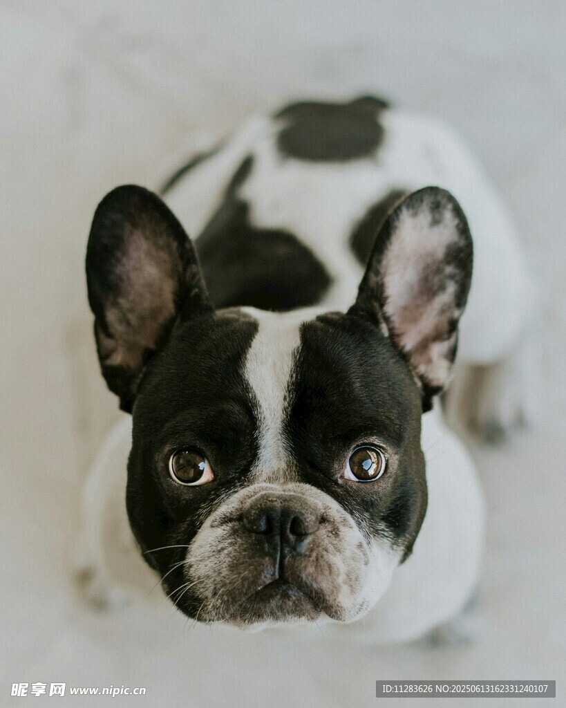 黑白法斗犬可愛(ài)模樣