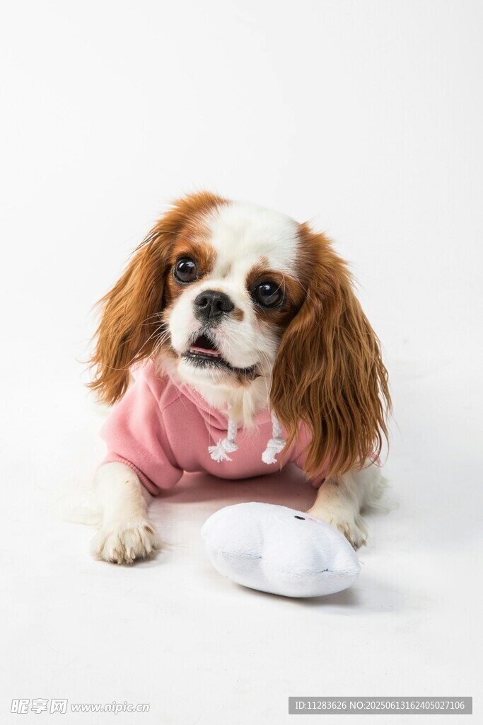穿粉衣的可愛查理王小獵犬