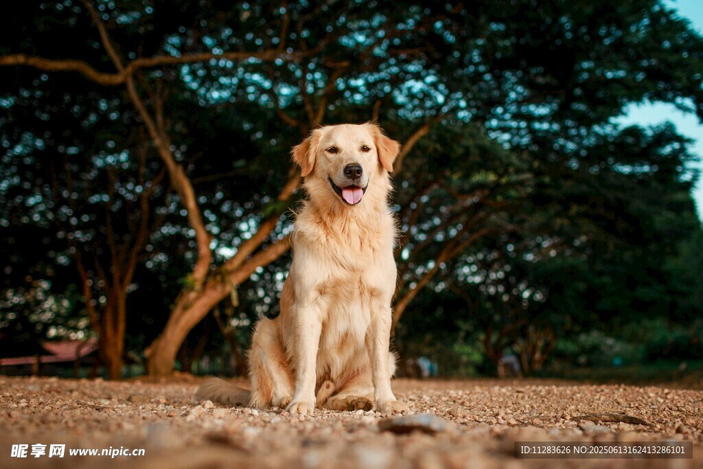 戶外端坐的可愛金毛犬