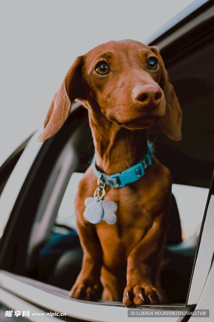 臘腸犬探身車窗外