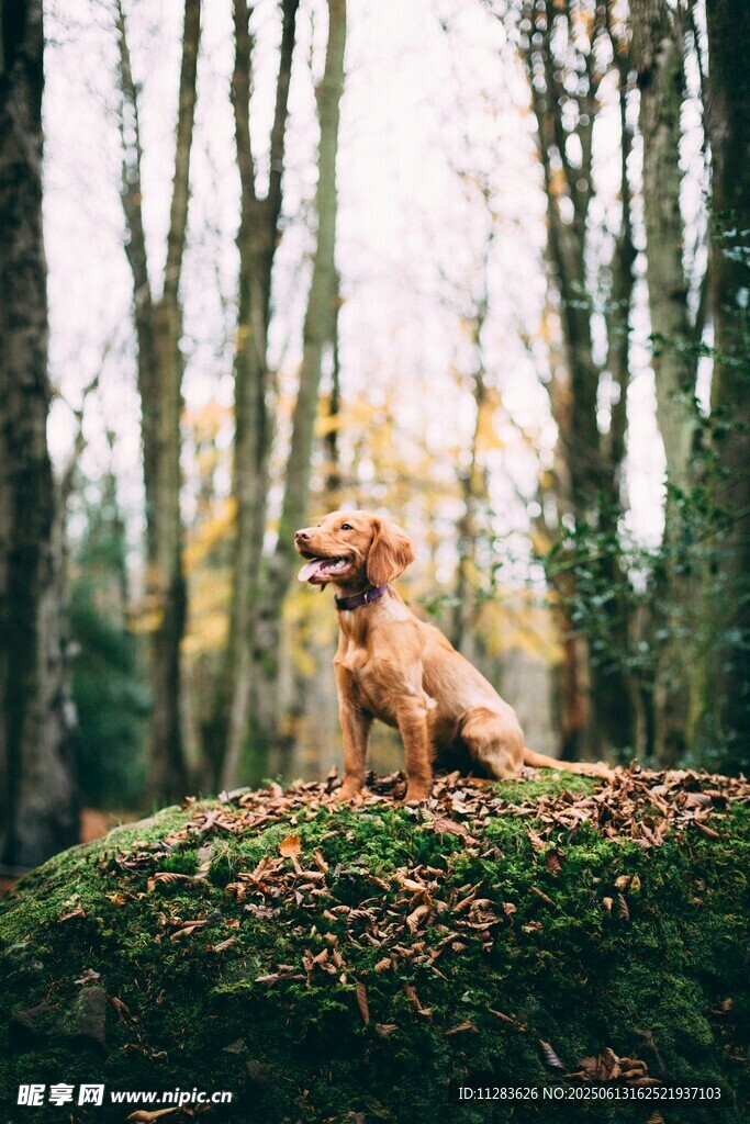 林間萌犬坐于苔蘚之上