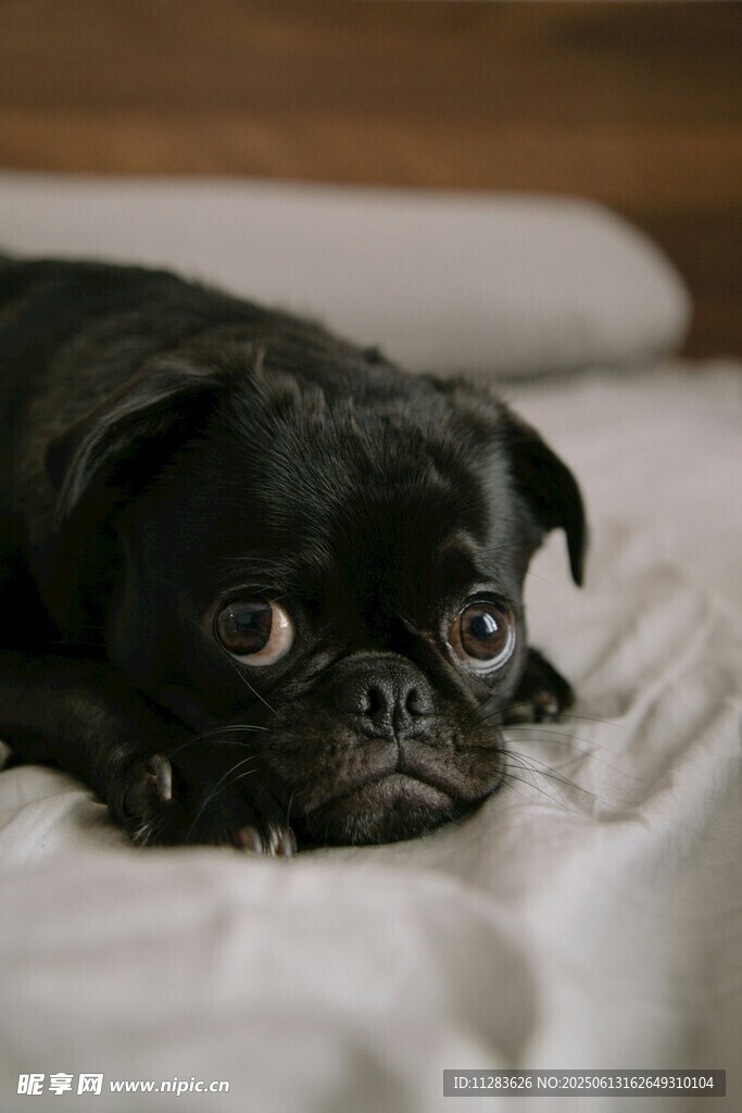 趴著的黑巴哥犬