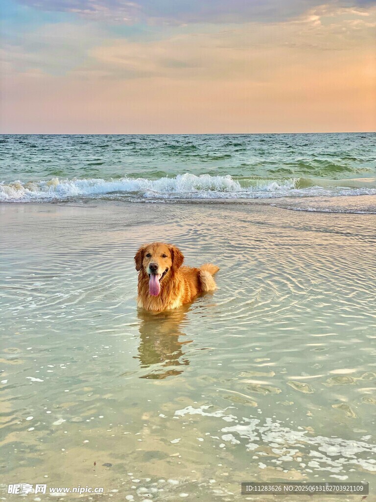 海邊戲水的歡樂金毛犬